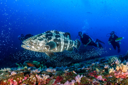 A large Malabar grouper being cleaned on a tropical coral reef whilst SCUBA divers watch from the...