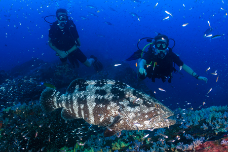 A large Malabar grouper being cleaned on a tropical coral reef whilst SCUBA divers watch from the backgroundの写真素材