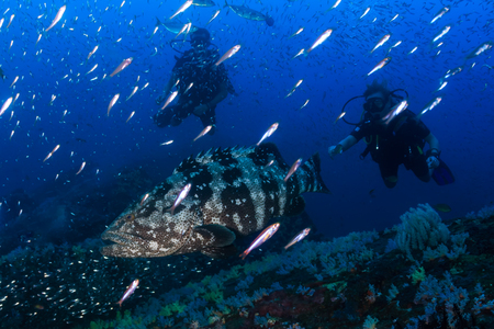 A large Malabar grouper being cleaned on a tropical coral reef whilst SCUBA divers watch from the...
