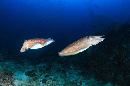 Cuttlefish on a beautiful, colorful tropical coral reefの写真素材