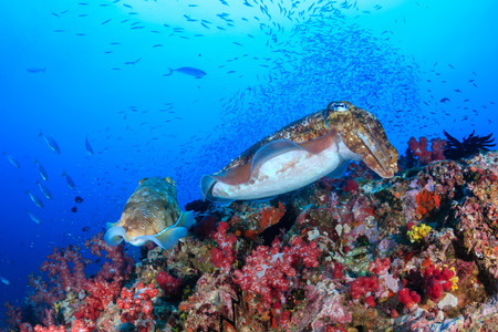 Cuttlefish on a beautiful, colorful tropical coral reefの写真素材