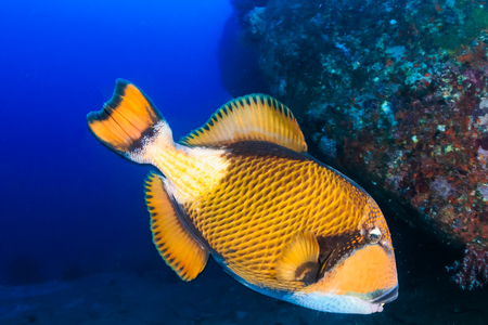 Huge Titan Triggerfish feeding on a tropical coral reefの写真素材