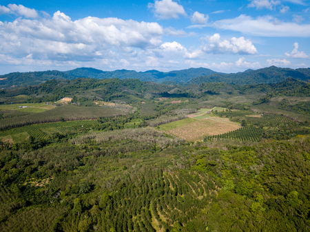 Aerial drone view of deforestation of a tropical rainforest to make room for palm oil and rubber plantationsの写真素材