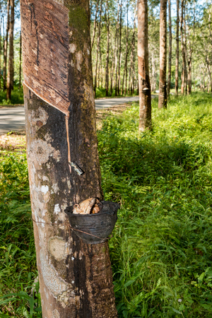 Natural rubber being removed from a tree at a rubber plantation in asiaの写真素材