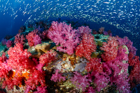 Tropical fish swimming around a vibrant, colorful tropical coral reefの写真素材