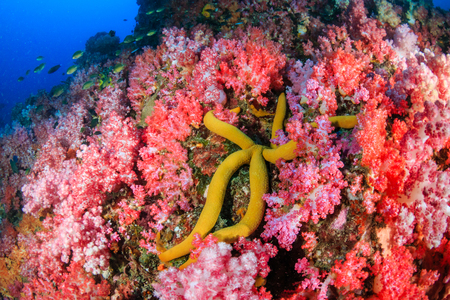 A beautiful, colorful tropical coral reef system in Asiaの写真素材