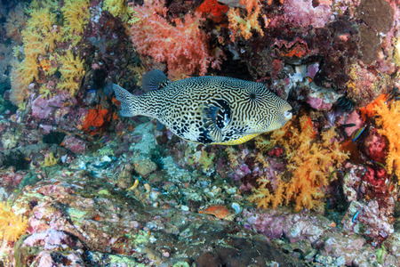 A Pufferfish amongst soft corals on a tropical reefの写真素材