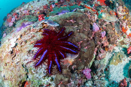 A Crown of Thorns starfish feeding on hard corals on a damaged coral reefの写真素材