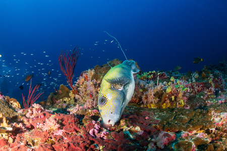 A small Puffer Fish on a beautiful, colorful tropical coral reef