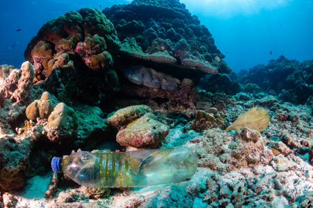 A discarded plastic bottle on the seabed of a tropical coral reef.の写真素材