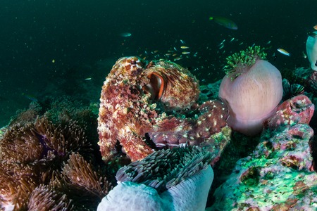 A large Octopus moving around on a dark, green, murky tropical coral reefの写真素材