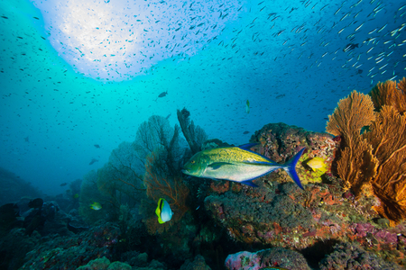 Colorful Trevally on a tropical coral reefの写真素材