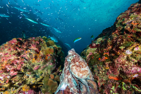 A pair of mating Octopus on a beautiful, colorful tropical coral reef at duskの写真素材