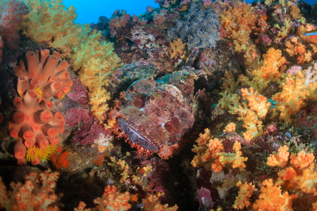 A well camouflaged Scorpionfish hidden on a colorful tropical coral reefの写真素材