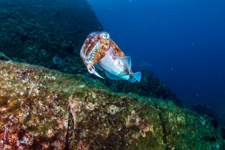 Mating Pharaoh Cuttlefish on a dark tropical coral reef in Myanmarの写真素材