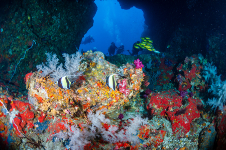 Colorful tropical fish swimming next to an underwater arch on a coral reef in Asiaの写真素材