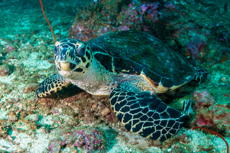 Hawksbill Sea Turtle on a dark, tropical coral reef at dawnの写真素材