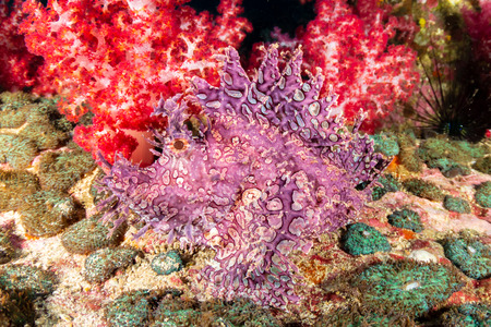 A beautiful and unusual Lacy Scorpionfish (Rhinopias aphanes) hidden on a deep tropical coral reefの写真素材