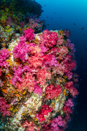 A beautiful, colorful coral pinnacle completely wrapped by a huge, abandoned fishing netの写真素材