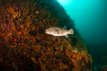 A small Puffer Fish on a colorful tropical coral reef
