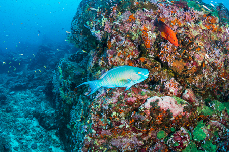 A colorful Parrotfish swimming over a beautiful tropical coral reefの写真素材