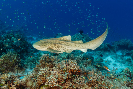A beautiful Zebra (Leopard) Shark on the sea floor near a tropical coral reef in Asiaの写真素材