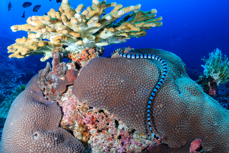 A banded sea snake (krait) hunting on a tropical coral reefの写真素材