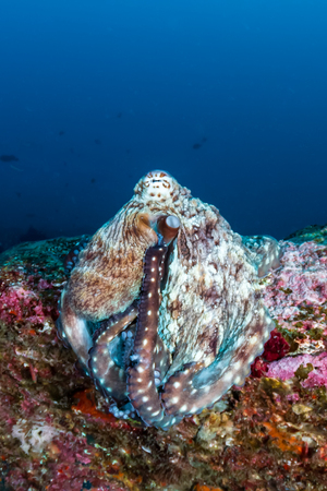 Large beautiful Octopus out in the open on a dark tropical coral reefの写真素材