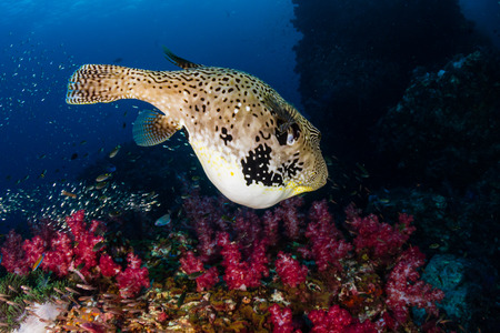 Cute Pufferfish swimming over a dark, colorful tropical coral reef