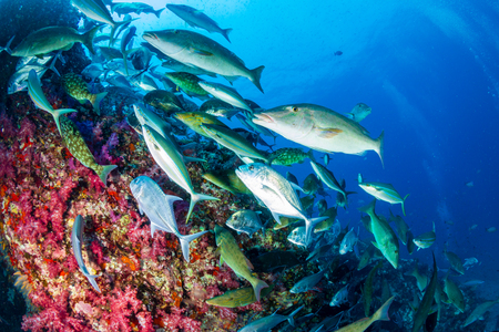Trevally and other predatory fish hunting above a colorful tropical coral reefの写真素材