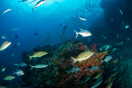 Long nosed Emperor and Trevally hunting together in a pack on a tropical coral reefの写真素材