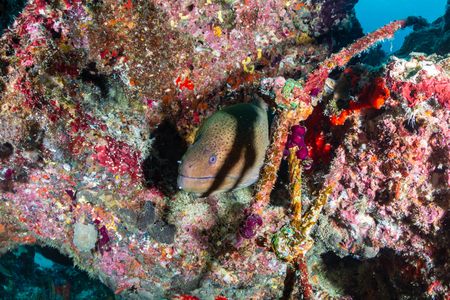 Moray Eel hiding in a hole on a tropical coral reef