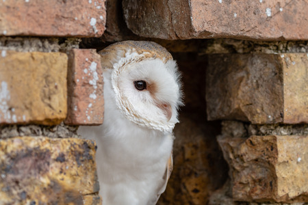 A cute little Barn Owl hiding in a hole in a brick wallの写真素材