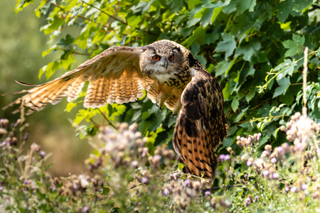 A huge Eagle Owl flying low over dense green foliage on a sunny dayの写真素材