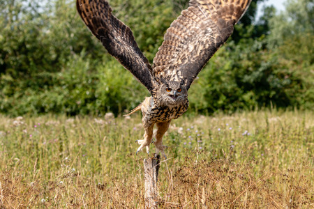 A large Eagle Owl taking off from a wooden fence postの写真素材