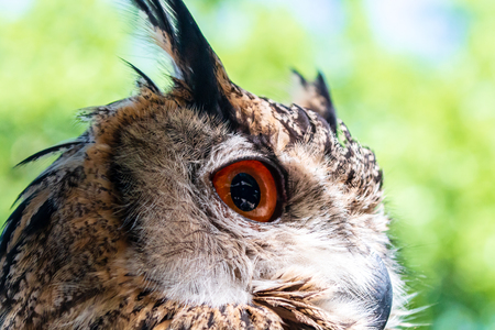 Close up of a beautiful Long Ear Owlの写真素材