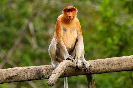 Portrait of a wild Proboscis Monkey in the rainforest of Borneoの写真素材