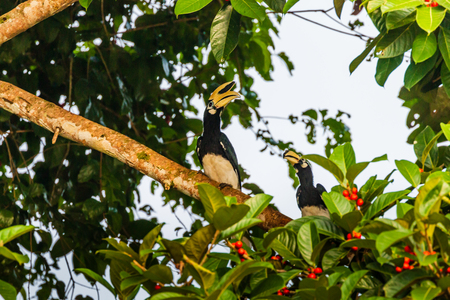 Pied Hornbill in trees above a jungle river in Borneoの写真素材
