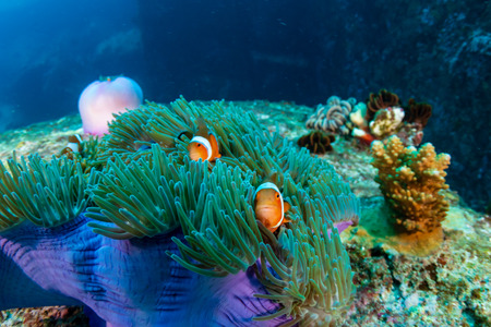Family of cute Clownfish in a colorful anemone on a tropical coral reef
