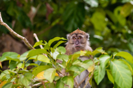 Long-tail Macaque Monkey in the jungle in Borneoの写真素材