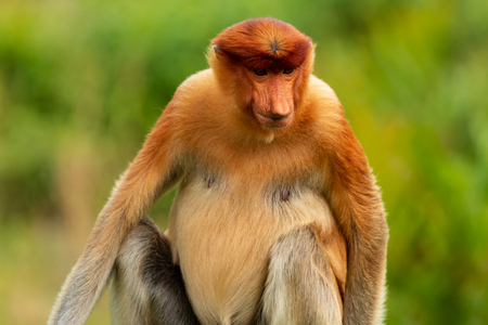 Close-up portrait of a Female Proboscis Monkey in Borneoの写真素材