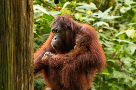 Mother and baby Bornean Orangutan in the tropical rainforestの写真素材