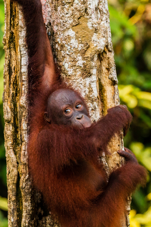 A curious juvenile Bornean Orangutan in a forest in Sabahの写真素材