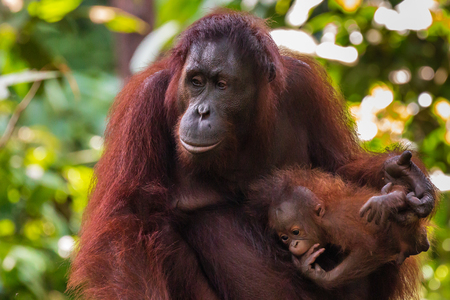 Mother and baby Bornean Orangutan in the tropical rainforestの写真素材