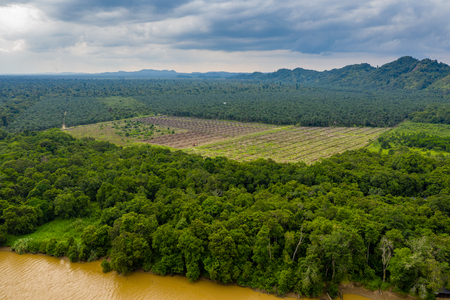 Aerial drone view of deforestation in a tropical rainforest to make way for palm oil plantationsの写真素材