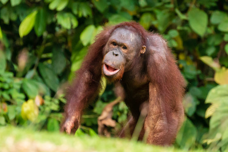 A juvenile Bornean Orangutan at a rehabilitation area in the rainforest of eastern Sabahの写真素材