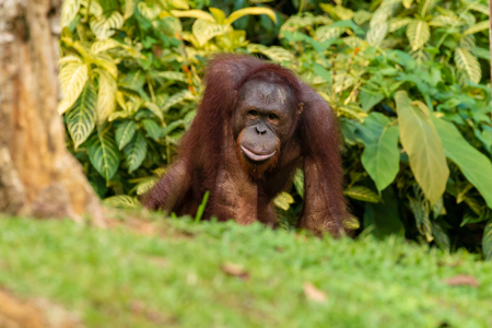 A curious juvenile Bornean Orangutan in a forest in Sabahの写真素材