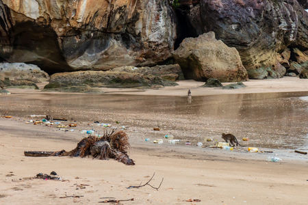 Monkeys scavenging amongst plastic and other debris washed up on a tropical beach in a remote part of Borneoの写真素材