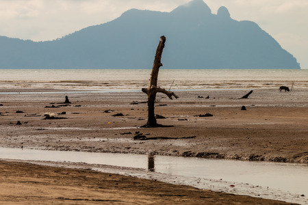 Large Mangrove Forest area at low tide in a remote part of Borneos Sarawak stateの写真素材