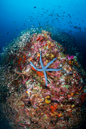 Thriving, colorful tropical coral reef, surrounded by tropical fishの写真素材